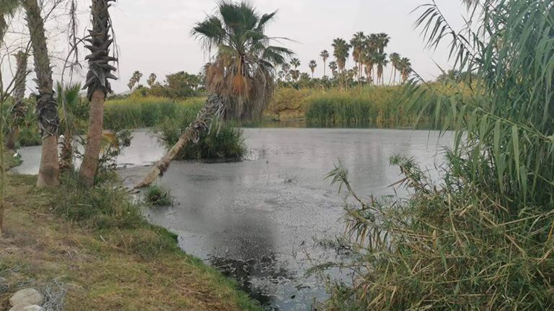 Vigilancia en el estero de San José del Cabo